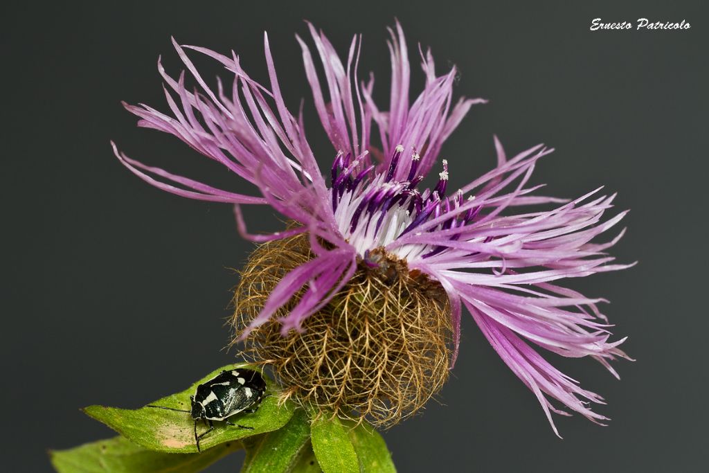 ninfa di Pentatomidae?   No,   Eurydema oleracea adulto